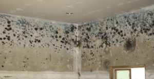 This is an example of mould growth, which is just one of the signs that you may have broken pipes.